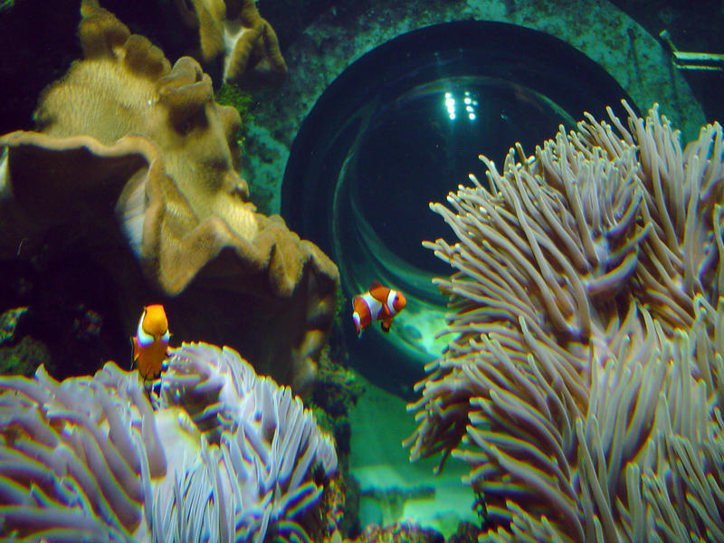 clown anemone fish in an aquarium