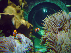 860-clown_anemonefish_02256.JPG