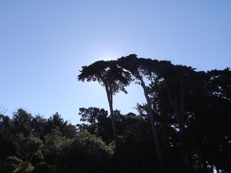 views of a coastal park on the california coast