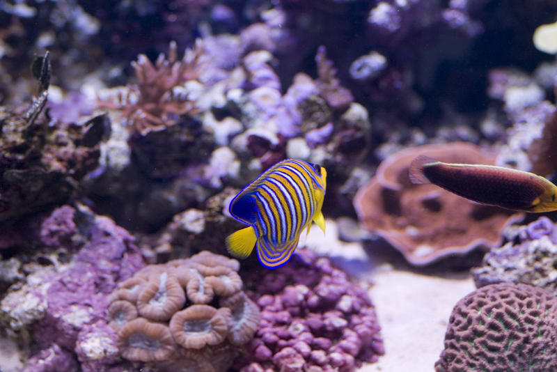 an under water scene with corals and angelfish