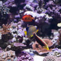 1191-coral_life_2161.jpg