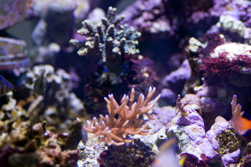 an under water scene with corals and angelfish