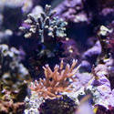 1192-coral_life_2164.jpg