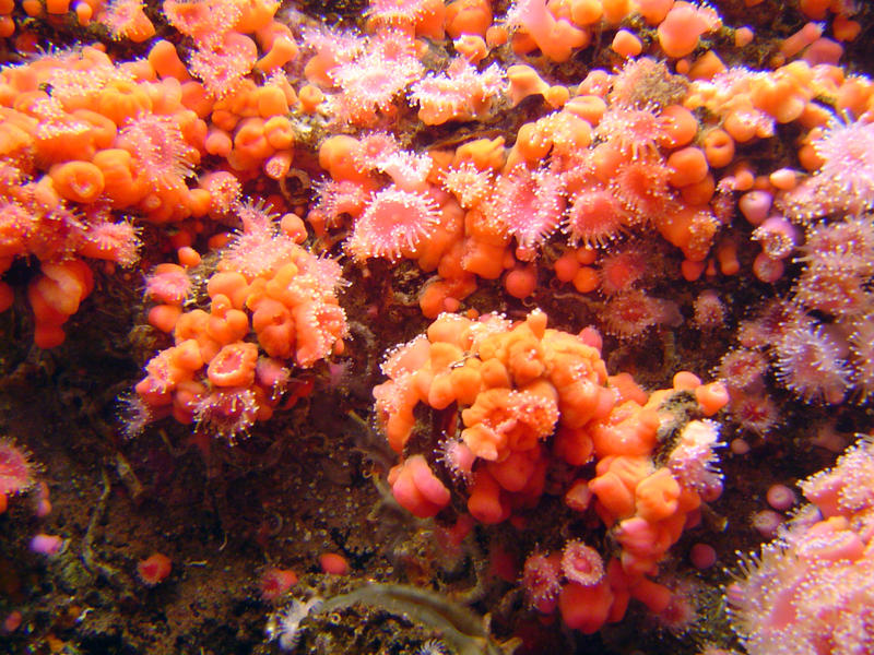 orange coral underwater