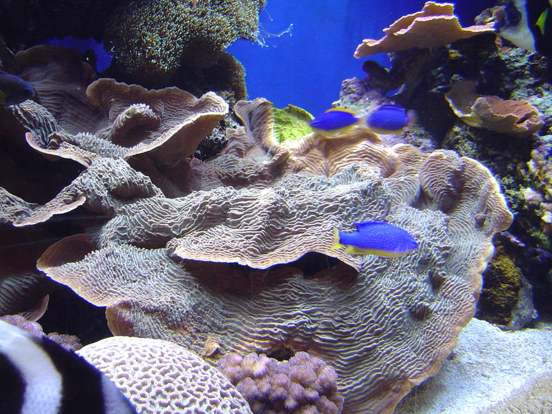 a coral reef display in an aquarium