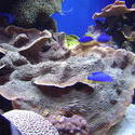 862-coral_reef_02083.JPG