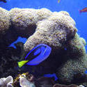 863-coral_reef_02086.JPG