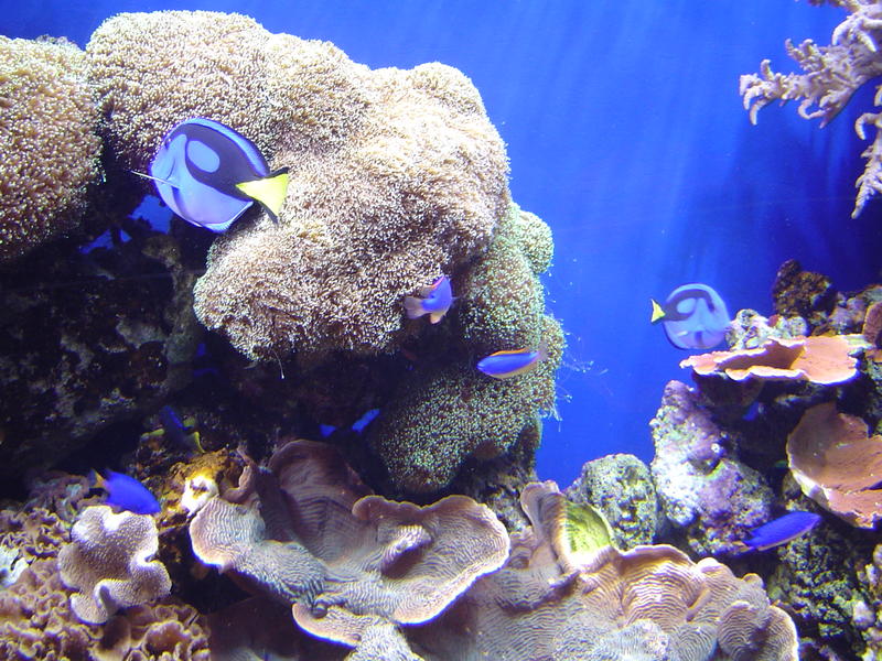 a coral reef display in an aquarium