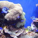 864-coral_reef_02088.JPG