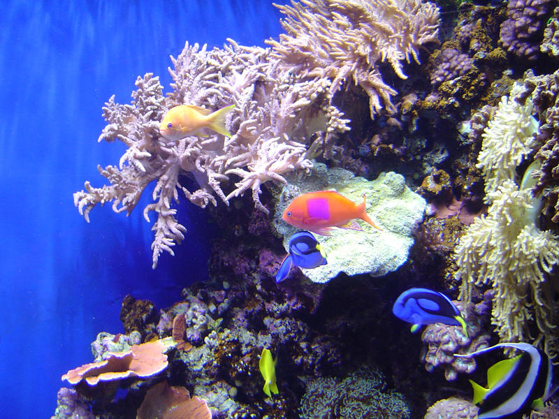 a coral reef display in an aquarium