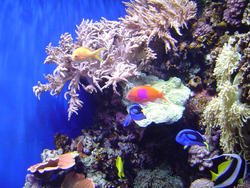 865-coral_reef_02089.JPG