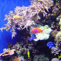 865-coral_reef_02089.JPG