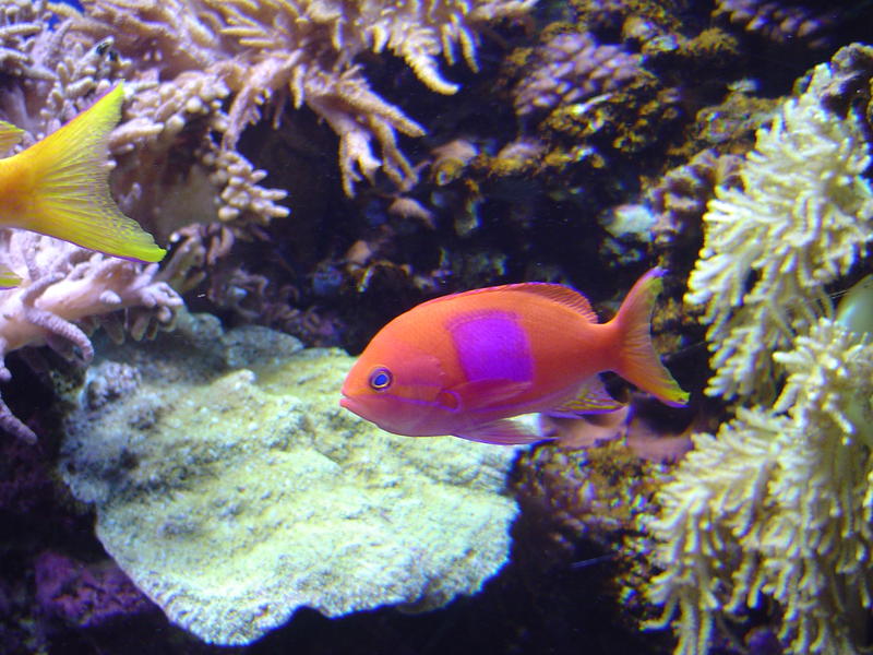 a coral reef display in an aquarium