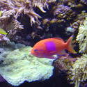 866-coral_reef_02090.JPG