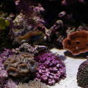 1234-corals_1273.JPG