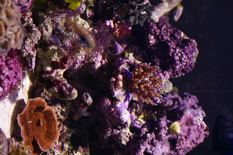 an array of different coloured tropical corals