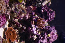 1235-corals_1277.JPG
