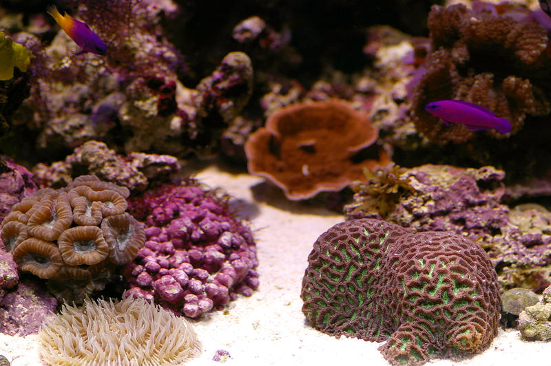 an array of different coloured tropical corals