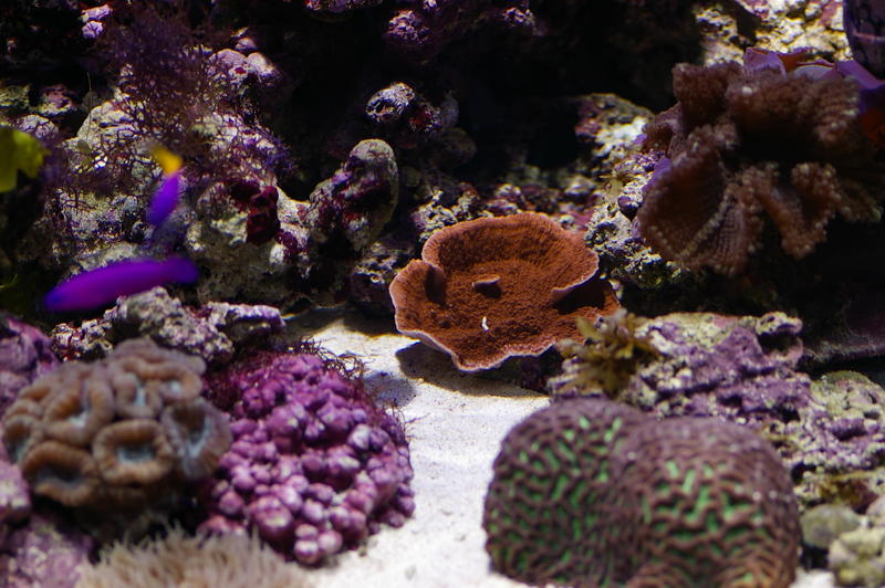 an array of different coloured tropical corals