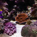 1194-corals_1281.JPG