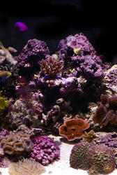 1195-corals_1289.JPG