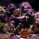 1195-corals_1289.JPG