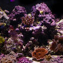 1195-corals_1289.JPG