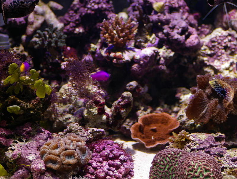 an array of different coloured tropical corals