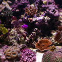 1236-corals_1290.JPG