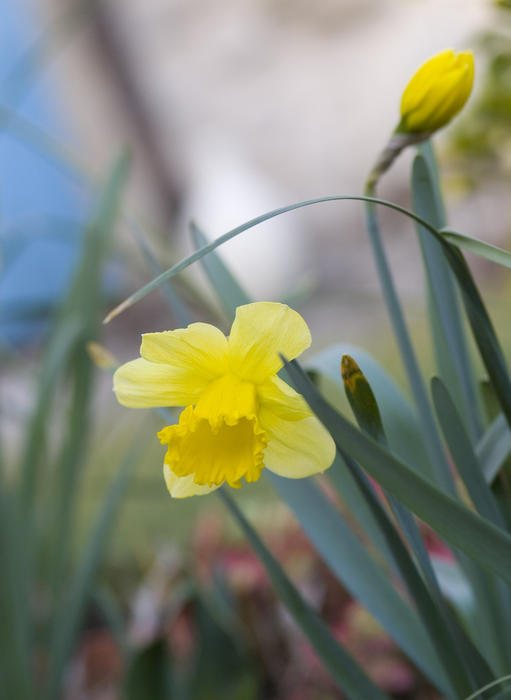 spring time flowers, bright yellow daffodils