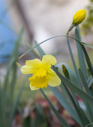 1118-daffodils_yellow_1596.jpg
