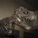 658-dinosaur_bones_museum472.jpg