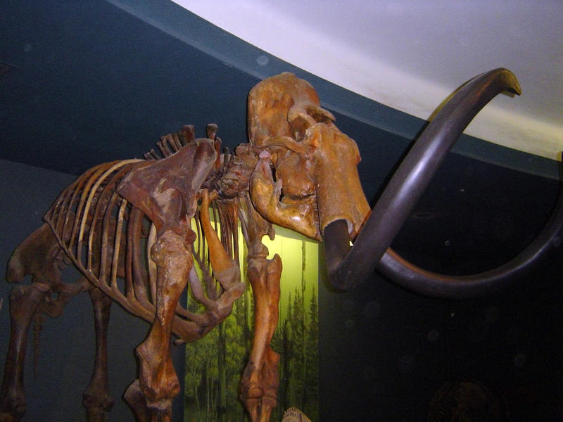 a museum exhibit of dinsaur bones