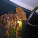 659-dinosaur_bones_museum474.jpg