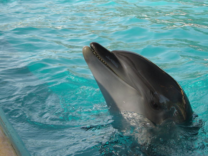 sea mammal, a dolphin