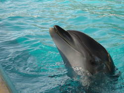 660-dolphin_158.jpg