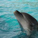 660-dolphin_158.jpg