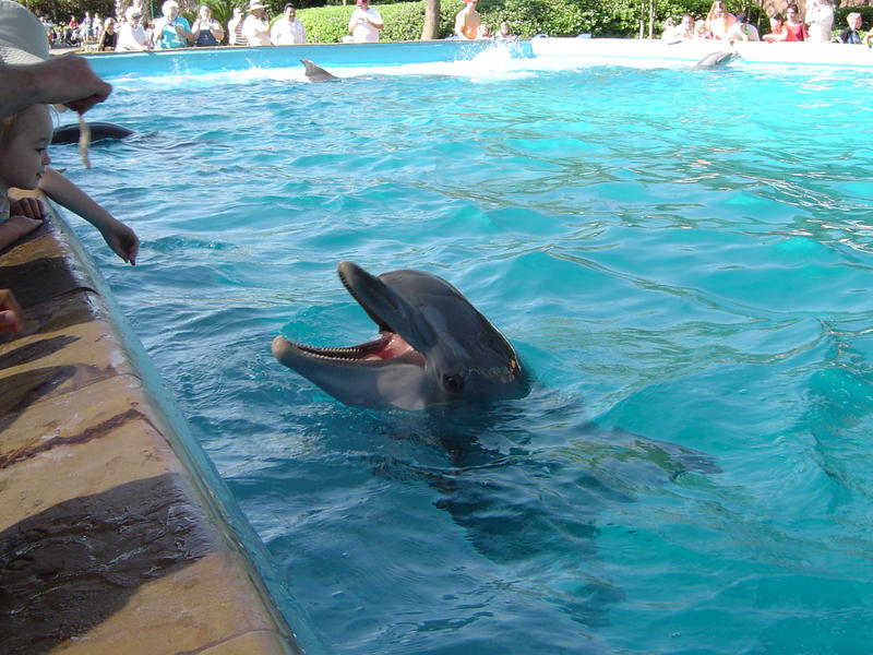 sea mammal, a dolphin