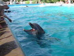 661-dolphin_159.jpg