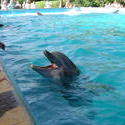 661-dolphin_159.jpg