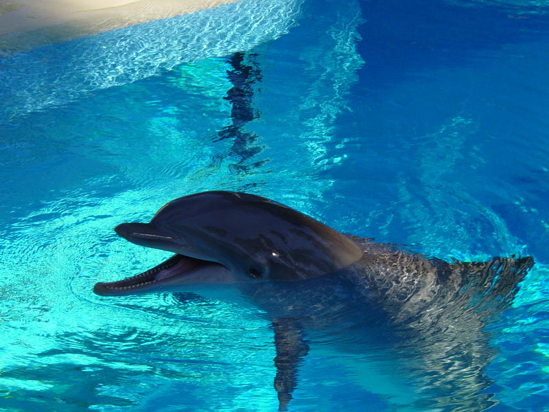 sea mammal, a dolphin