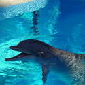 662-dolphin_water_10.jpg