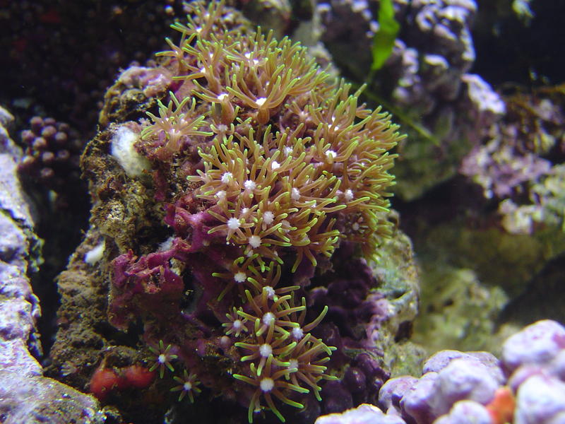 evergreen starburst soft coral polyps - briareidae