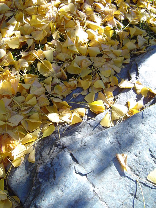 fallen yellow autumn leaves