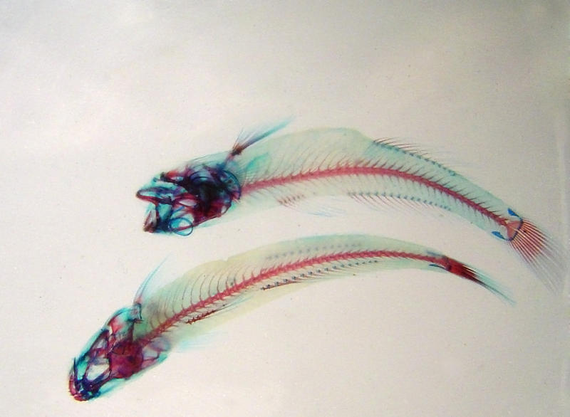 x-ray style image of fish bones