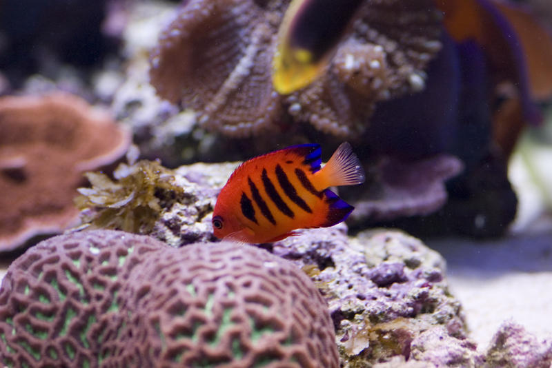 a bright orange flame angel fish