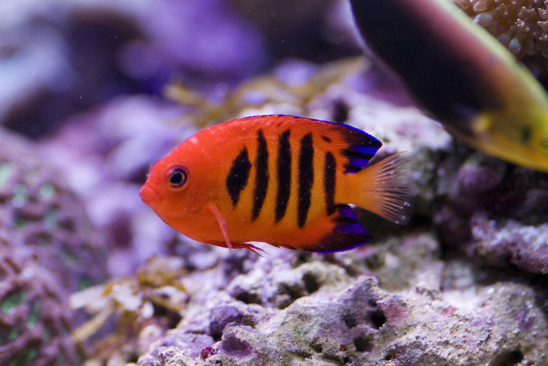 a bright orange flame angel fish