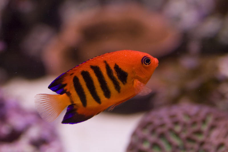 a bright orange flame angel fish