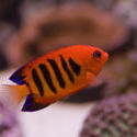 1237-flame_angel_fish1460.jpg