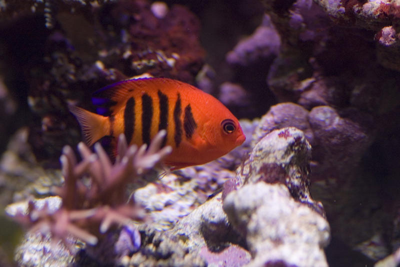 a bright orange flame angel fish